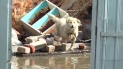 Казахстан: сильні повені зруйнували тисячі будинків (відео)