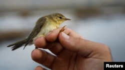 Prstenovanje ptice (foto-arhiv)