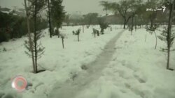 د نومبر ۱۱مې ویډیويي خبرونه د نومبر ۱۱مې ویډیويي خبرونه