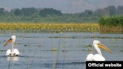 Flora i fauna Solane