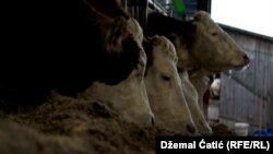 Ilustrativna fotografija.