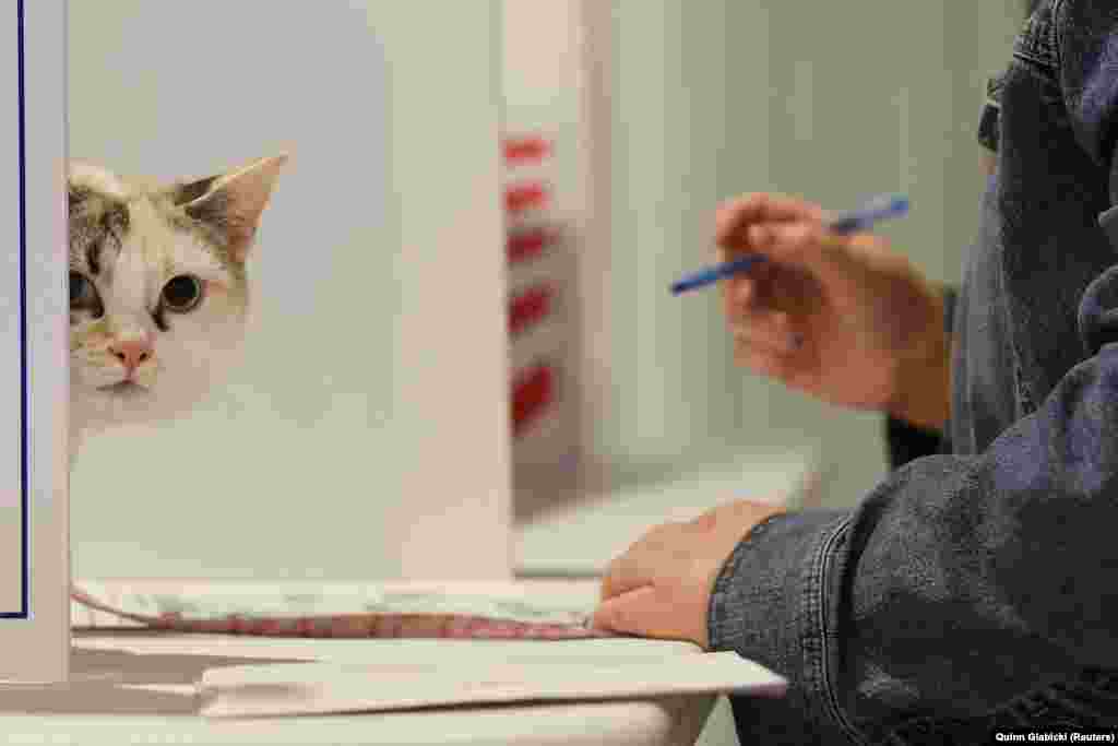 Кот по прозвищу «Скай» наблюдает за голосованием Мелиссы Фелл на фабрике матрасов в Питтсбурге, штат Пенсильвания, США, 5 ноября 2024 года. Ожидается, что результат чрезвычайно «тонкой гонки» будет известен через несколько дней после закрытия избирательных участков, поскольку некоторые штаты, такие как Пенсильвания, медленно обрабатывают бюллетени для голосования, говорят обозреватели