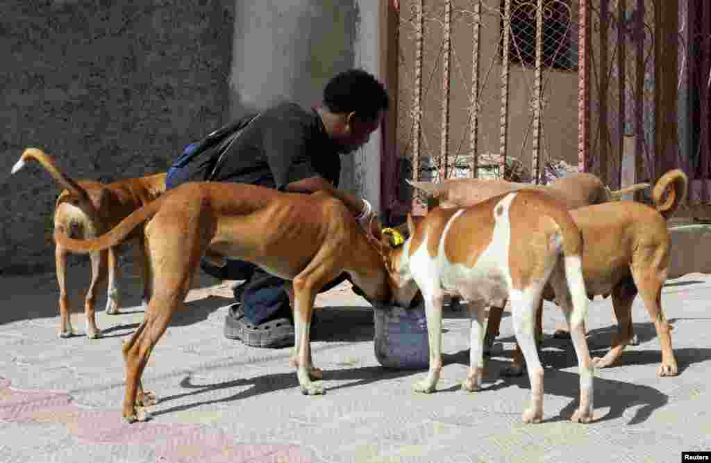Адам Абдулахи Али, 20 лет, кормит бродячих собак в Могадишо, Сомали, 26 апреля 2025 года. REUTERS/Feisal Omar