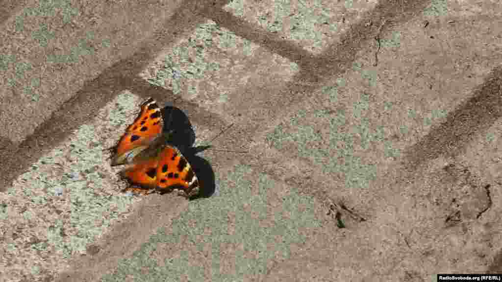 Увесь день був по-справжньому сонячний. 