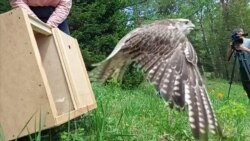 Sibirski veterinar obeležava retke sokolove da bi ih zaštitio