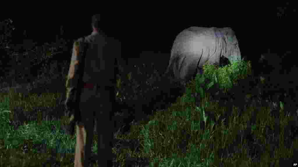 A vadvédelmi hatóságok szerint az elefánt lába néhány hónapja megsérült, és azóta nem tud visszatérni a közeli Amchang rezervátumba. Azt mondják, más elefántok viszont elkergetik, amikor megpróbál csatlakozni a csordájukhoz