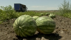 Usjevi pod paljbom: Ruski dronovi uništavaju lubenice u ukrajinskom Hersonu Usjevi pod paljbom: Ruski dronovi uništavaju lubenice u ukrajinskom Hersonu