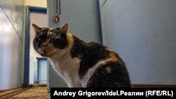 One of the mosque's regular visitors