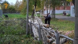 Ижевск. Рубят березы Ижевск. Рубят березы