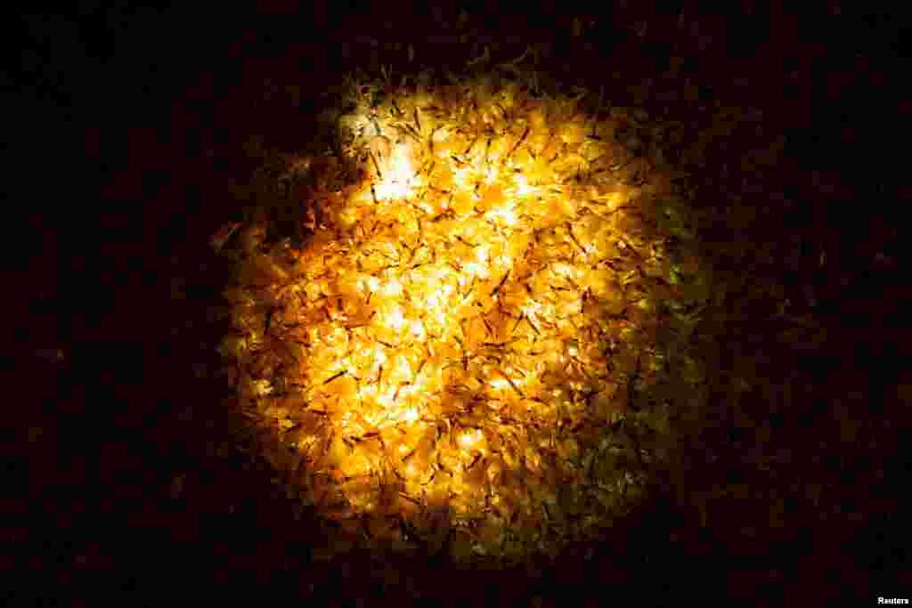 Vodene mušice na uličnoj lampi ugrađenoj u pločnik u blizini rijeke Dunav u Budimpešti, Mađarska.