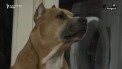 Pseći život u vreme pandemije Pseći život u vreme pandemije