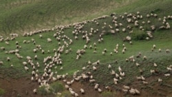 ცხვრის ფარა იაღლუჯის საძოვარზე, 2025 წლის გაზაფხული