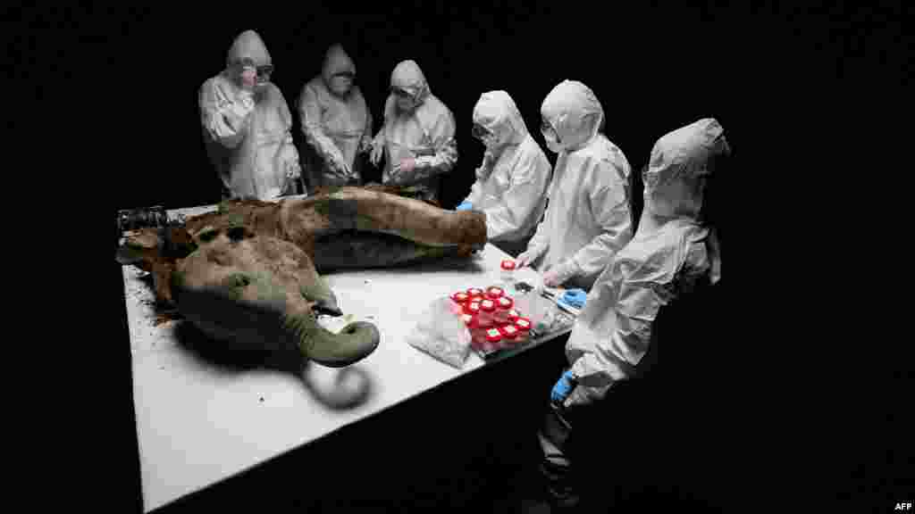 Naučnici sa Sjeveroistočnog federalnog univerziteta u Jakutsku izvršili su obdukciju na 50.000 godina starom mladunčetu mamuta po imenu 'Jana', koje je pronađeno u permafrostu u regionu Jakutije u Rusiji.