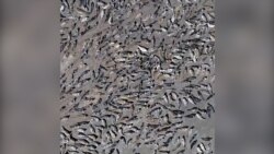 Jedinstvene kaspijske foke rapidno izumiru