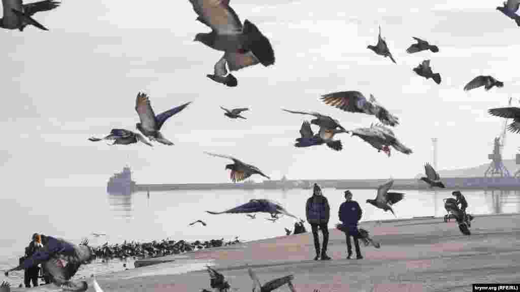С окончанием календарной осени и наступлением декабря феодосийцы включают в расписание пункт «покормить птичек». Вблизи порта на волнах и в небе кружатся стаи