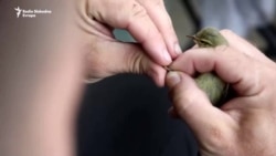 Ulcinjska solana: Hrana, odmor i prsten za pticu selicu Ulcinjska solana: Hrana, odmor i prsten za pticu selicu