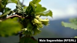 თხილის პლანტაცია აჭარაში