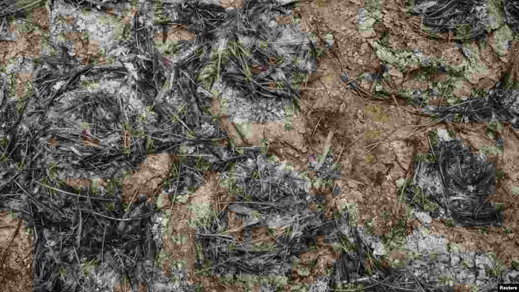 Kormoránok fészkei a Punta San Juan természetvédelmi területen. Ezek a fekete-fehér part menti madarak a perui vadvilág fontos részét alkotják, mert nagy mennyiségű ürüléket (guanót) termelnek, amelyet természetes műtrágyaként használnak