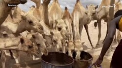 د صومالیا د شپنو دودیز ژوند له ګواښ سره مخامخ دی د صومالیا د شپنو دودیز ژوند له ګواښ سره مخامخ دی