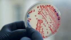 კარგი ვირუსი, ანუ ვინ შეჭამა ცუდი ბაქტერია?