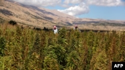 илустрација поле со кабис