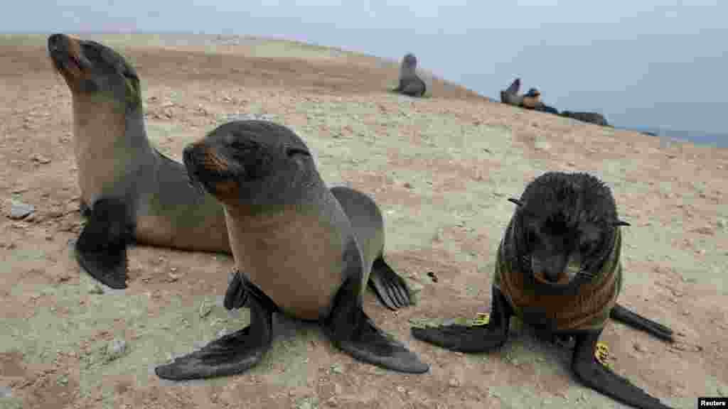 A tudósok szerint a hirtelen csökkenés 2022-ben kezdődött, amikor a madárinfluenza járvány több tízezer madarat, pingvint és oroszlánfókát ölt meg