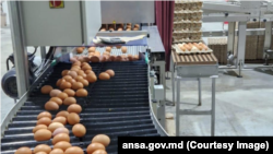 La data de 8 octombrie 2024, primul producător de ouă de consum (categoria A), din R. Moldova, a fost listat cu dreptul de a-și exporta produsul pe piața UE.