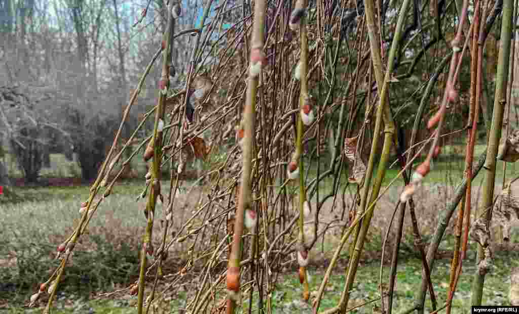 Поддержала «почин» своих собратьев по растительному миру ива вавилонская, или верба плакучая