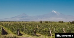 ამ ვენახებში მოჰყავთ ყურძენი სომხური კონიაკისთვის