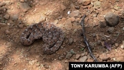 Poskok je najveća i najotrovnija zmija u Europi, naraste između 65 i 90 centimetara, i zaštićena je životinja u BiH