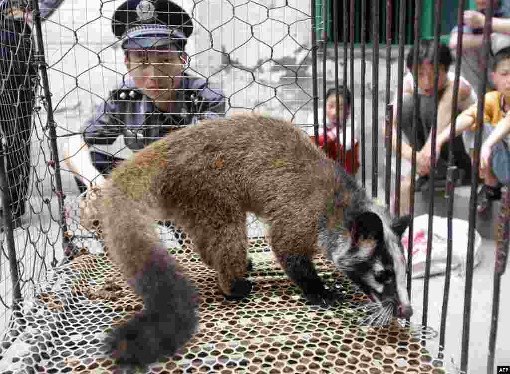 Međutim, neke od "mokrih pijaca" bile su poznate po tome što su prodavale egzotične životinje, kao što su cibetke. Izbijanje epidemije korona virusa, koji je poznat kao SARS, 2003. godine povezuje se sa zaraženim mesom slepog miša. SARS je ubio hiljade ljudi u nekoliko država. Kineske vlasti su na epidemiju odgovorile ubijanjem oko deset hiljada slepih miševa. 