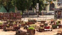 Трансформація міста: активісти створюють сади та змінюють міський простір Трансформація міста: активісти створюють сади та змінюють міський простір