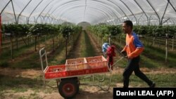 ბრიტანელმა დამსაქმებლებმა, რომლებიც სეზონურ სამუშაოებს სთავაზობენ ცენტრალური აზიის მცხოვრებთ, გააფრთხილეს სამუშაოს მაძიებლები, რომ მხოლოდ ოფიციალურად დაფუძნებულ ფირმებთან ითანამშრომლონ.