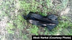 Jedna od otrovanih ptica u Bačkoj Topoli