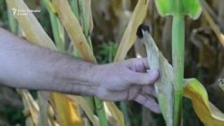 Suša uništila usjeve, očekuje se poskupljenje hrane Suša uništila usjeve, očekuje se poskupljenje hrane