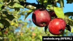 Ruski fitosanitarni inspektori posumnjali su da je 19 tona jabuke pristiglih iz BiH, zapravo porijeklom iz Poljske