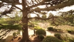 Зимние будни Форосского парка (видео) Зимние будни Форосского парка (видео)