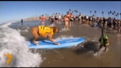 Собачий серфінг у Каліфорнії Собачий серфінг у Каліфорнії