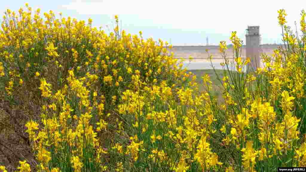 Як і на цьому березі. Плоди рослини – отруйні