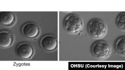 Эмбрионы с исправленной мутацией