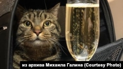 Кот Виктор из Владивостока на борту самолета