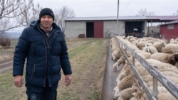 Fermă de oi, cu zero lei în facturi