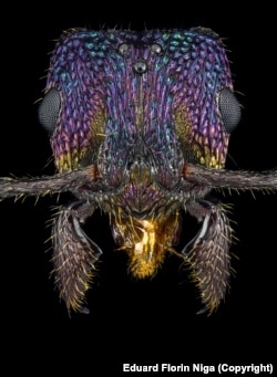 Detalj mrava zelene glave (Rhytidoponera metallica), poznatog i kao zeleni mrav ili metalni poni mrav, vrste koja je endemična u Australiji.