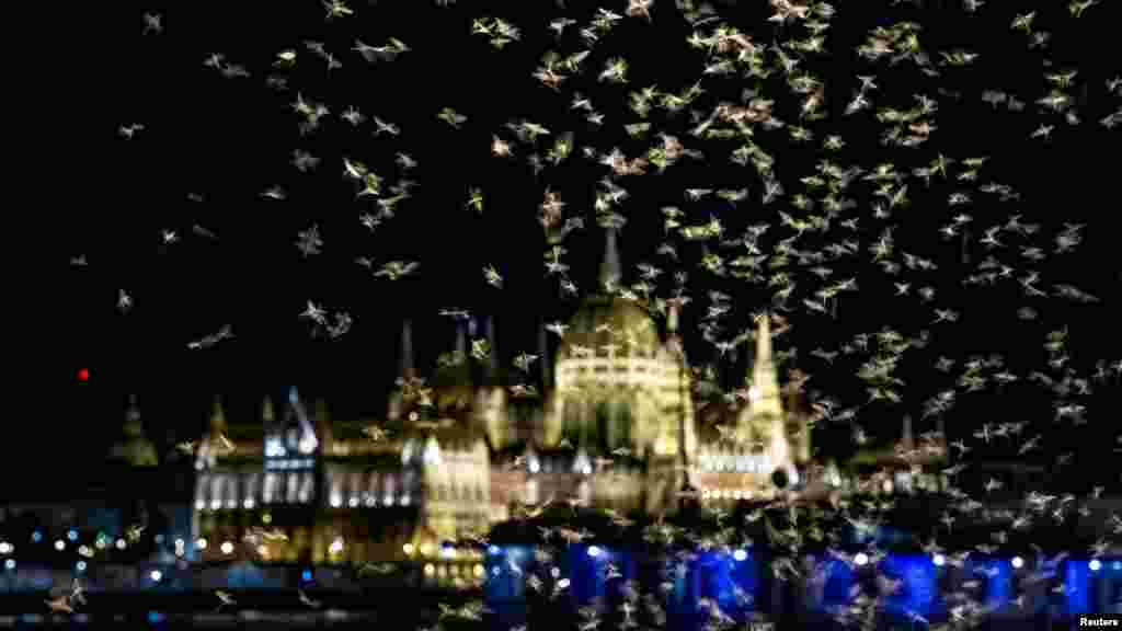 A kérészek rajzása általában az esti-éjszakai órákban zajlik