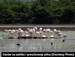 Flamingosi u Parku prirode, 2021.