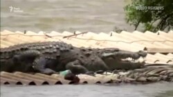 Крокодил врятувався від повені в Індії на даху будинку – відео