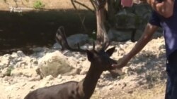 Ljubovi jeleni - ljubav i posao uprkos pandemiji Ljubovi jeleni - ljubav i posao uprkos pandemiji