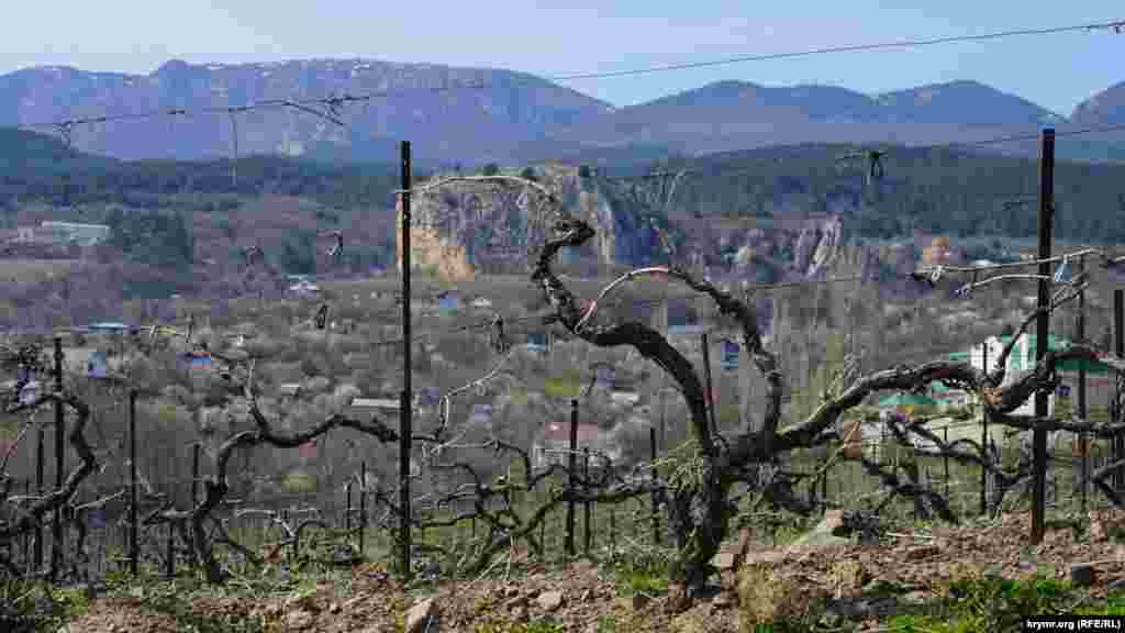 Главное достояние здешних мест – технический виноград сорта Мускат белый – после профессиональной обрезки
