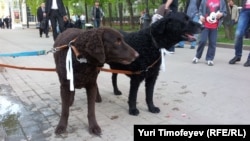 Белоленточные псы протеста на #оккупайабай