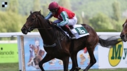 Тренер Арслангирей Шавуев - о конюшне Рамзана Кадырова в Чехии, попавшей под санкции Тренер Арслангирей Шавуев - о конюшне Рамзана Кадырова в Чехии, попавшей под санкции